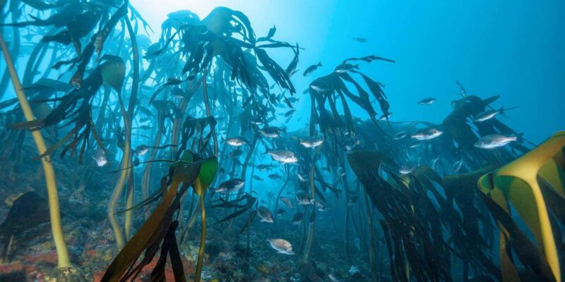 Cape Town; Kelp Forest SCUBA Dive - Important Information