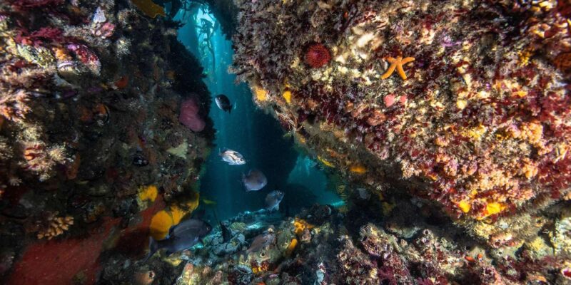 Cape Town; Kelp Forest SCUBA Dive - What to Bring