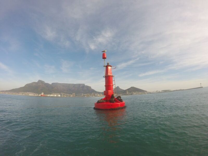 Cape Town: Marine Big 5 Ocean Safari From V&A Waterfront - Key Points