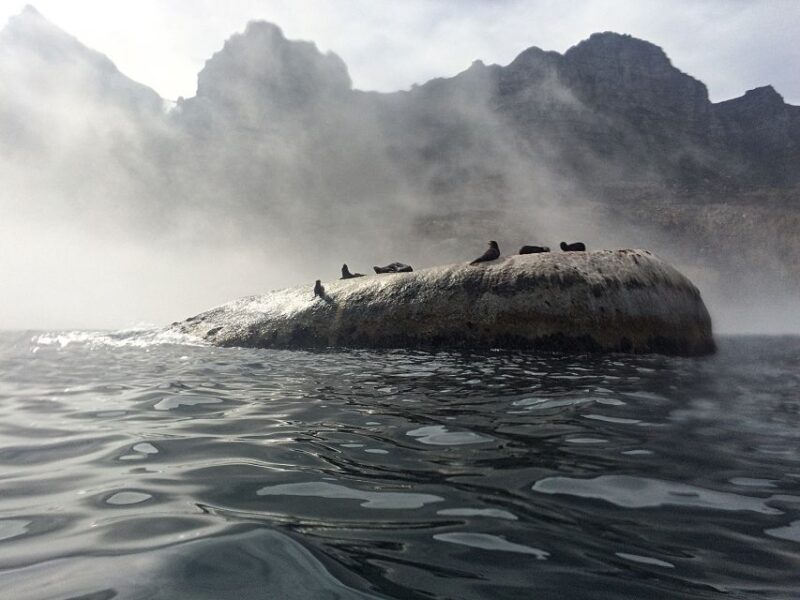 Cape Town: Marine Big 5 Ocean Safari From V&A Waterfront - Creatures to Spot on the Cruise
