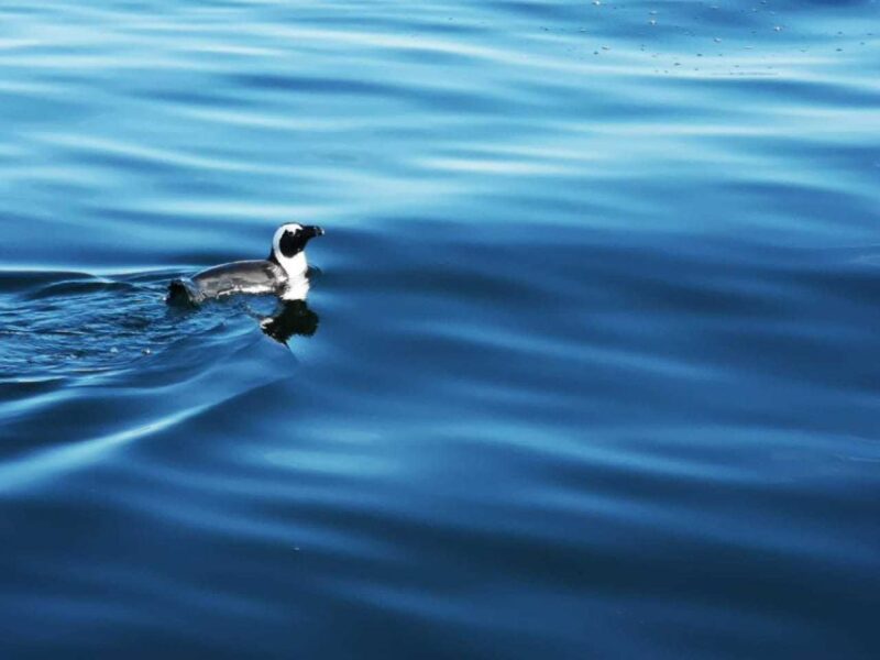 Cape Town: Marine Big 5 Ocean Safari From V&A Waterfront - Catamaran Cruise Details