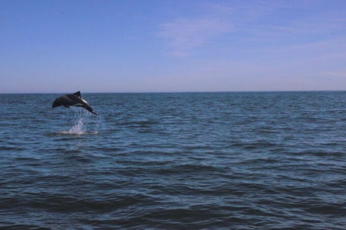 Cape Town: Marine Big 5 Ocean Safari From V&A Waterfront - Weather and Sea Conditions