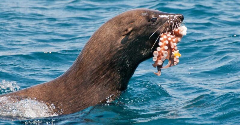 Cape Town: Marine Wildlife Cruise and City Tour - Key Points