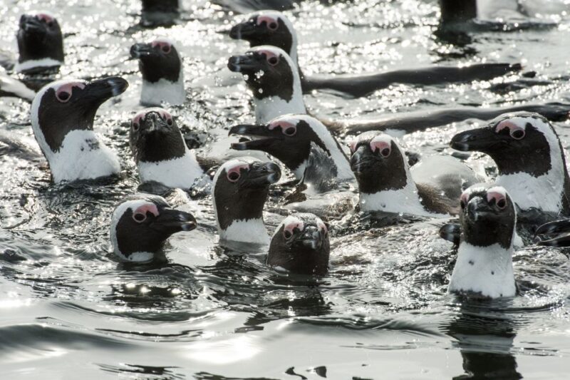Cape Town: Marine Wildlife Cruise and City Tour - Marine Wildlife Cruise