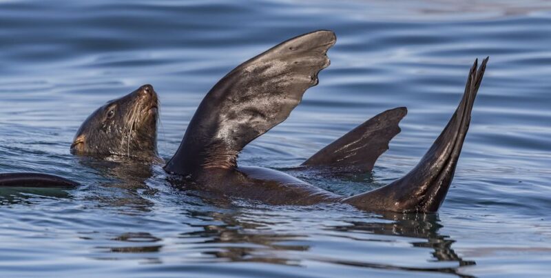 Cape Town: Marine Wildlife Tour From the V&A Waterfront - Key Points