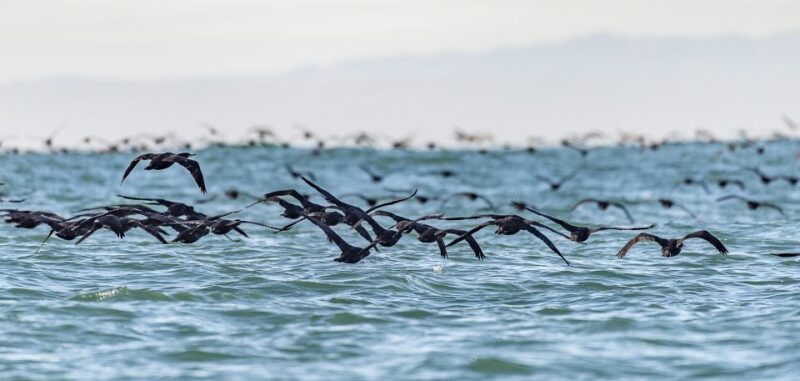 Cape Town: Marine Wildlife Tour From the V&A Waterfront - Boat Tour Inclusions