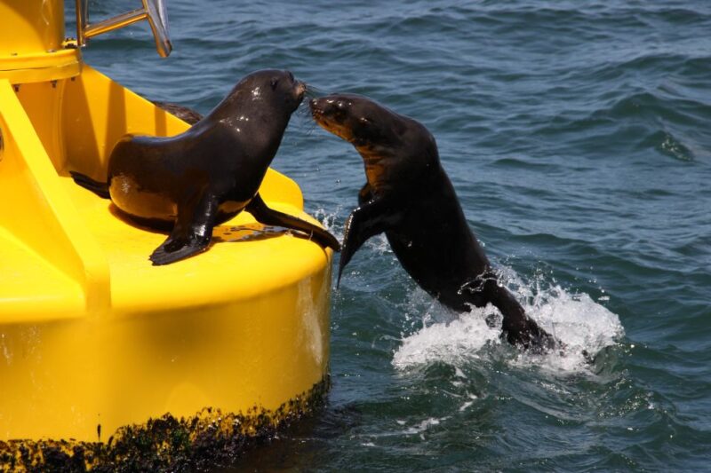 Cape Town: Marine Wildlife Tour From the V&A Waterfront - Suitability Considerations