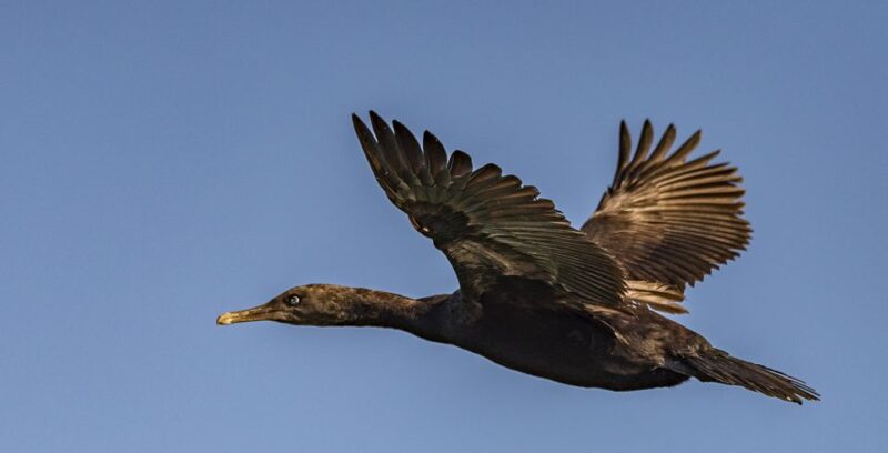 Cape Town: Marine Wildlife Tour From the V&A Waterfront - Departure Location and Duration