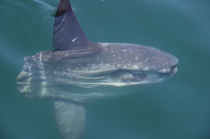 Cape Town: Marine Wildlife Tour From the V&A Waterfront - Frequently Asked Questions