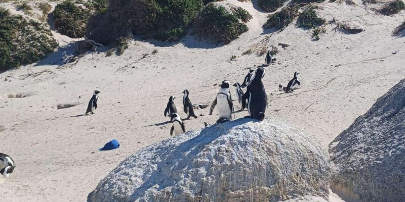 Cape Town .Penguin & Cape of Good Hope Half Day Share Tour - Pickup and Drop-off