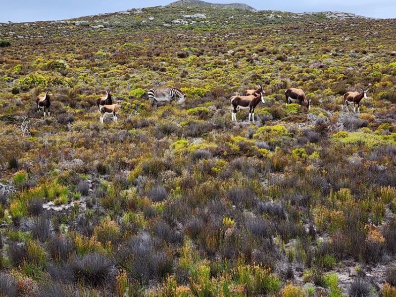Cape Town: Peninsula, Penguins & Cape of Good Hope Day Tour - Key Points