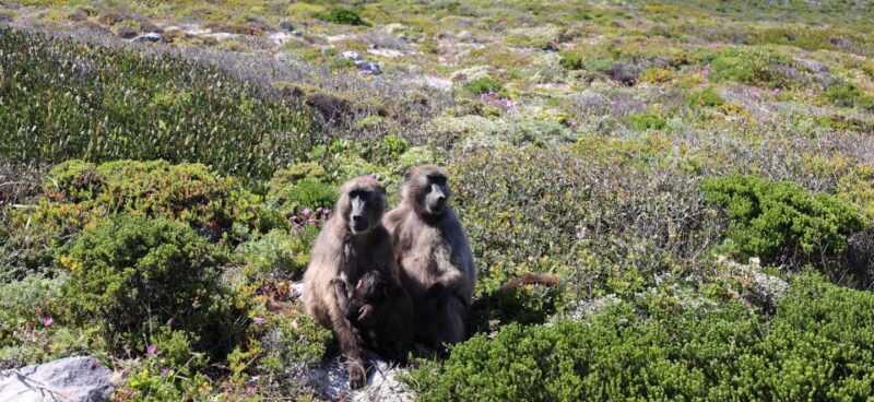 Cape Town: Peninsula, Penguins & Cape of Good Hope Day Tour - Bo-Kaap Exploration