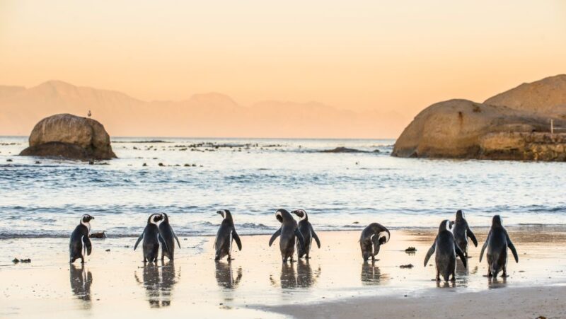 Cape Town: Peninsula, Penguins & Cape of Good Hope Day Tour - Renowned Chapmans Peak