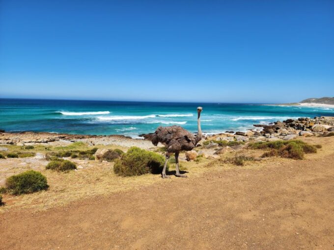 Cape Town: Peninsula, Penguins & Cape of Good Hope Day Tour - Charming Simons Town