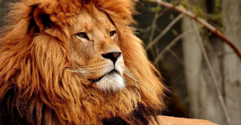 Cape Town: Private Full-Day Big 5 Aquila Game Reserve Tour - Key Points