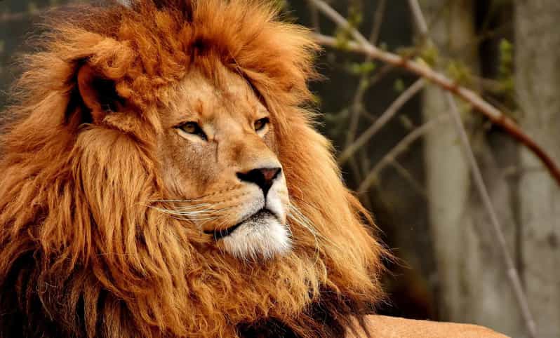 Cape Town: Private Full-Day Big 5 Aquila Game Reserve Tour - Important Information