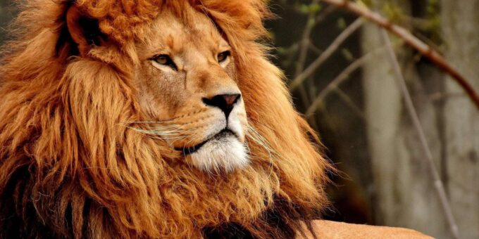Cape Town: Private Full-Day Big 5 Aquila Game Reserve Tour - Gourmet Picnic Lunch
