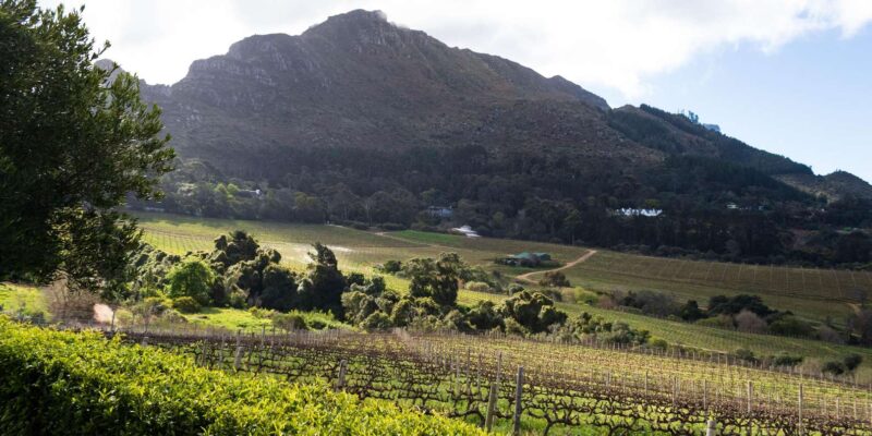 Cape Town: Private Half Day Winelands Tour - Constantia Wine Valley
