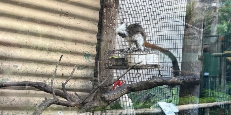 Cape Town Private World of Birds Tour With Over 3000 Birds. - Key Points