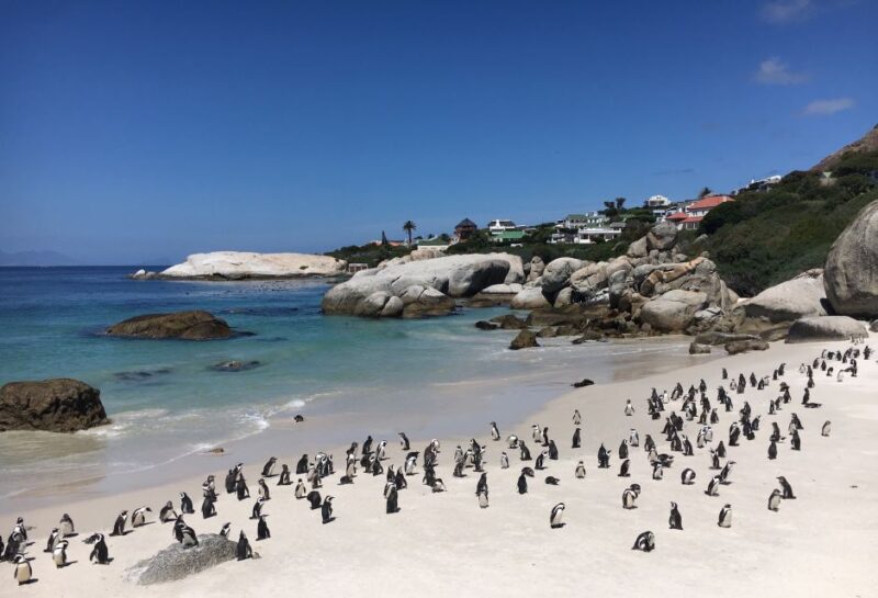 Cape Town, Pvt Tour: Cape Point, Penguins, Wine/Beer Tasting - Key Points