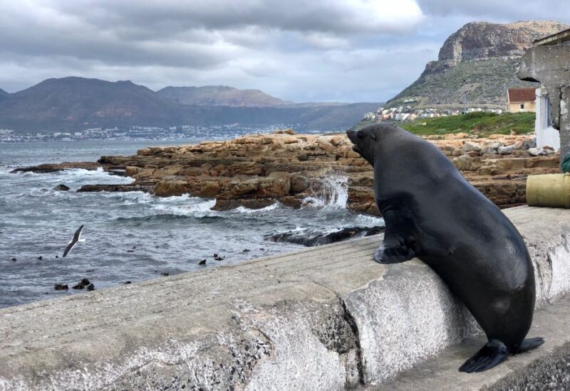 Cape Town, Pvt Tour: Cape Point, Penguins, Wine/Beer Tasting - Enjoying Lunch in Simons Town