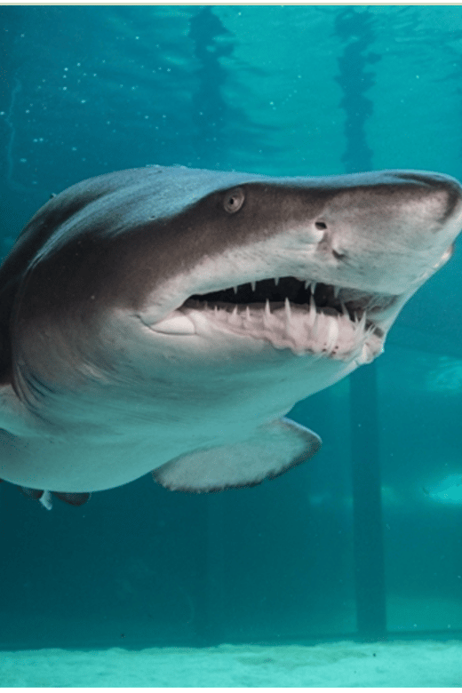 Cape Town: Robben Island and Two Oceans Aquarium Day Tour - Key Points