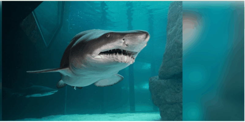Cape Town: Robben Island and Two Oceans Aquarium Day Tour - Itinerary Details