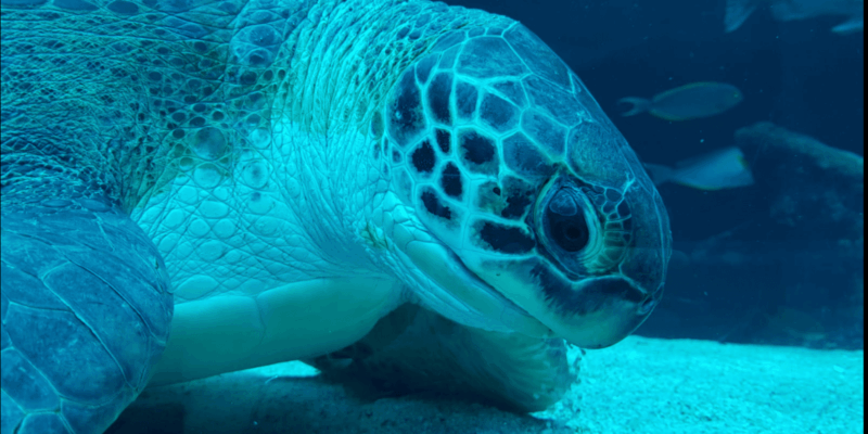 Cape Town: Robben Island and Two Oceans Aquarium Day Tour - Marine Exploration