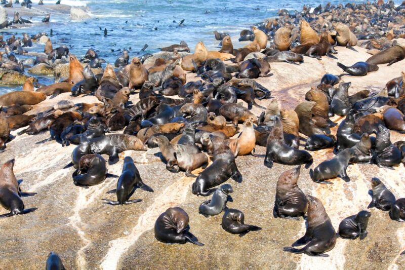 Cape Town: Robben Island Ferry Ticket and Townships Tour - Key Points