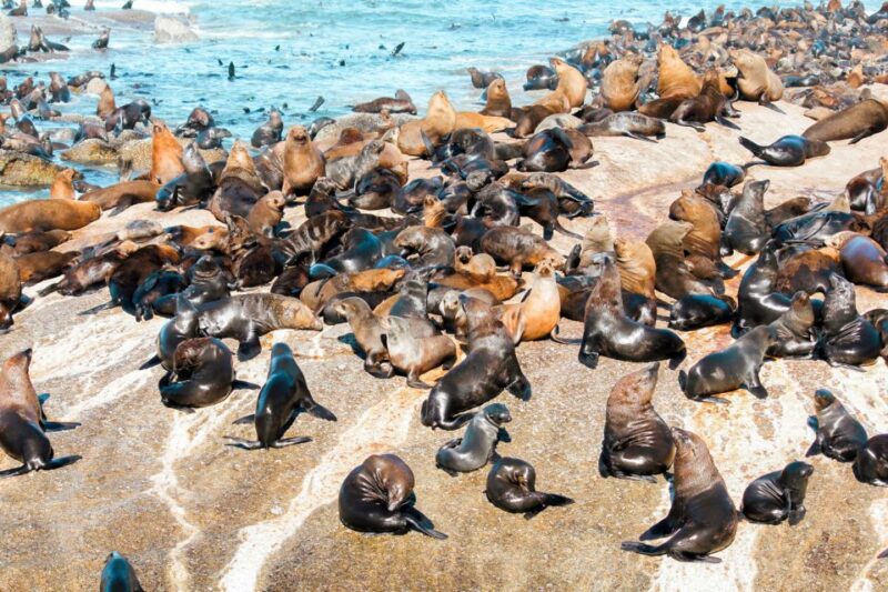 Cape Town: Robben Island Ferry Tour With 1-Way Hotel Pickup - Tour Activities