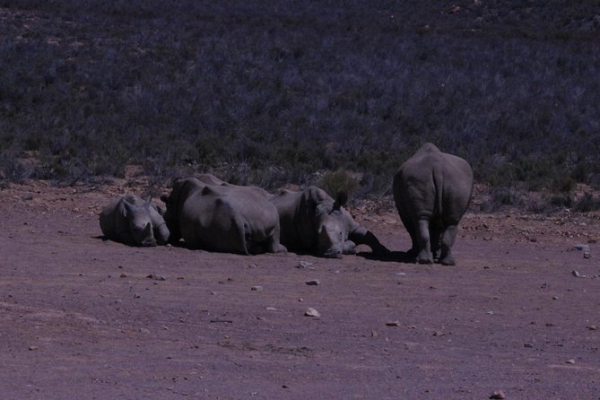 Cape Town Safari Big 5 Experience All Inclusive - Focus on Wildlife and Fauna
