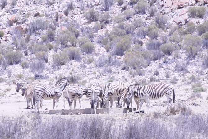 Cape Town Safari Big 5 Experience All Inclusive - Educational Component