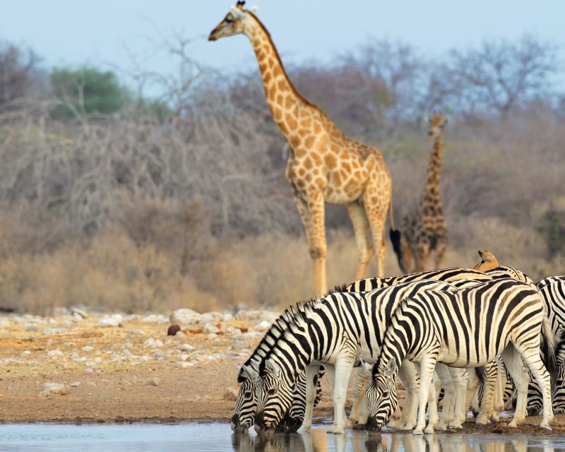 Cape Town Safari & Wine Tasting Tour - Game Drive Experience