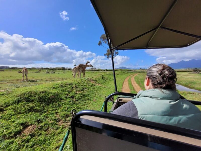 Cape Town Safari & Wine Tasting Tour - Winelands Exploration