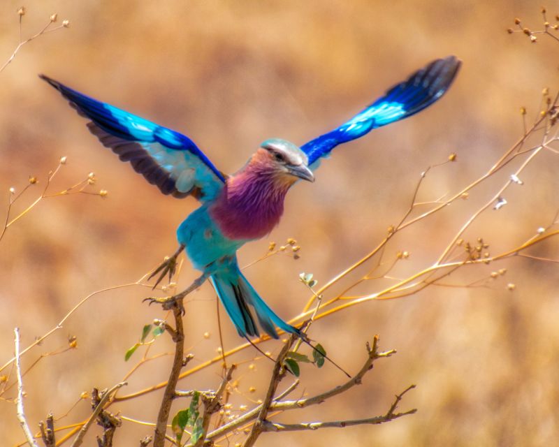 Cape Town Safari & Wine Tasting Tour - Scenic Views and Tastings