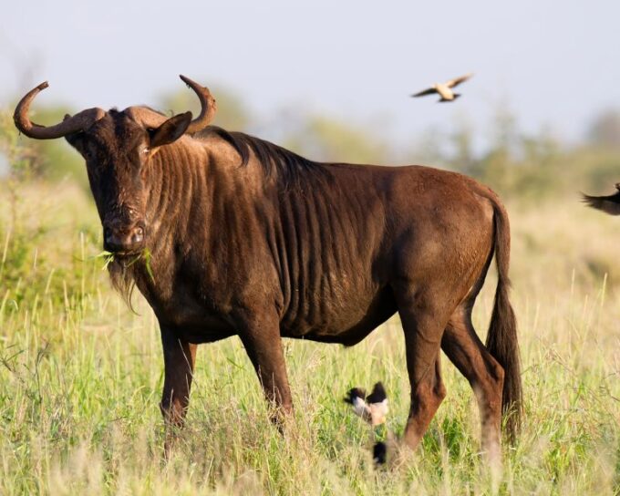 Cape Town Safari & Wine Tasting Tour - Inclusions and Exclusions