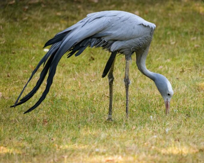 Cape Town Safari & Wine Tasting Tour - Age Restrictions