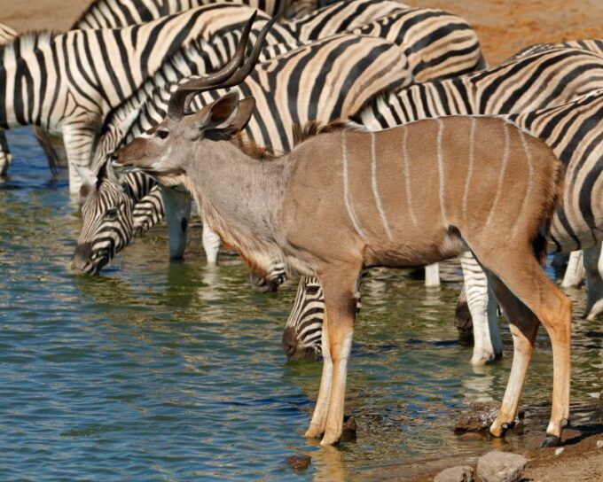 Cape Town Safari & Wine Tasting Tour - Frequently Asked Questions