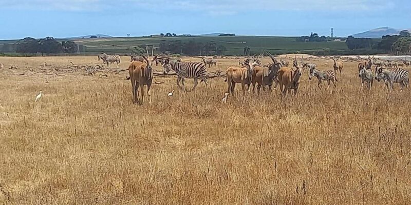 Cape Town: Safari & Winelands Day Tour - Duration and Pricing