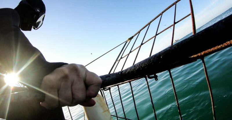 Cape Town: Shark Cage Diving Day Tour With Transfers - Key Points