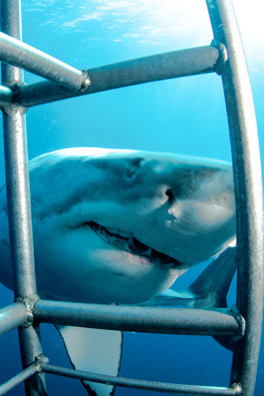 Cape Town: Shark Cage Diving Day Tour With Transfers - Experience Highlights