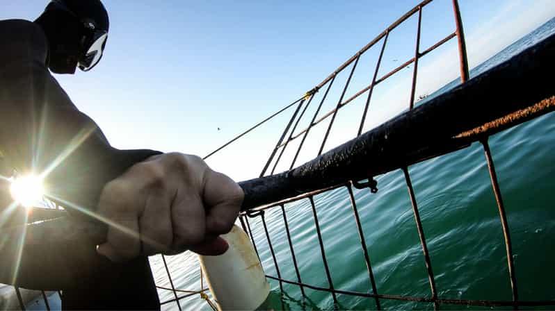 Cape Town: Shark Cage Diving Day Tour With Transfers - Full Tour Description