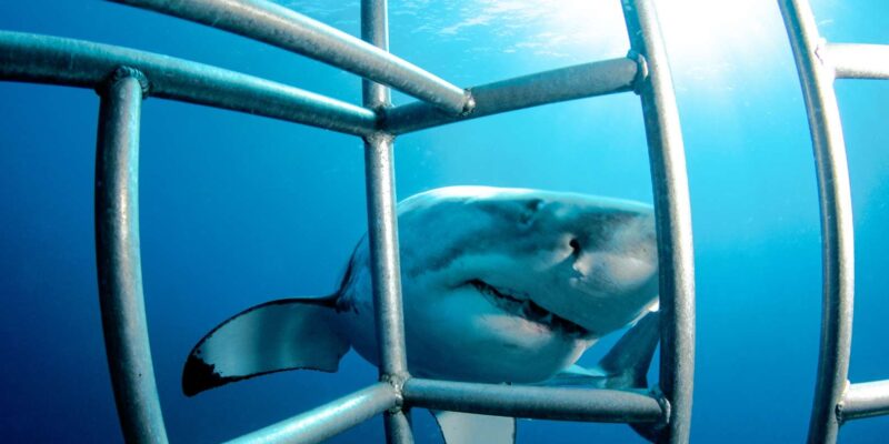 Cape Town: Shark Cage Diving Day Tour With Transfers - Important Information and Recommendations