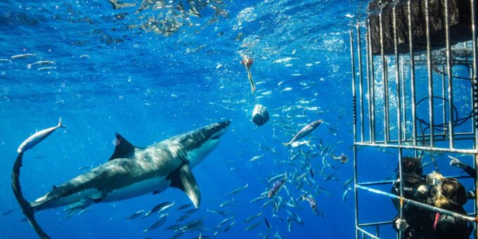 Cape Town: Shark Cage Diving Day Tour With Transfers - Post-Dive Amenities