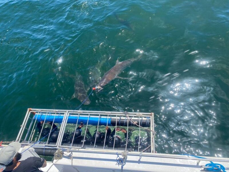 Cape Town: Shark Cage Diving With Food and Drinks - Key Points