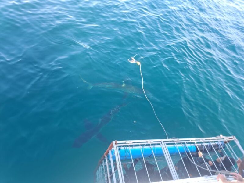 Cape Town: Shark Cage Diving With Food and Drinks - All-Inclusive Boat Excursion