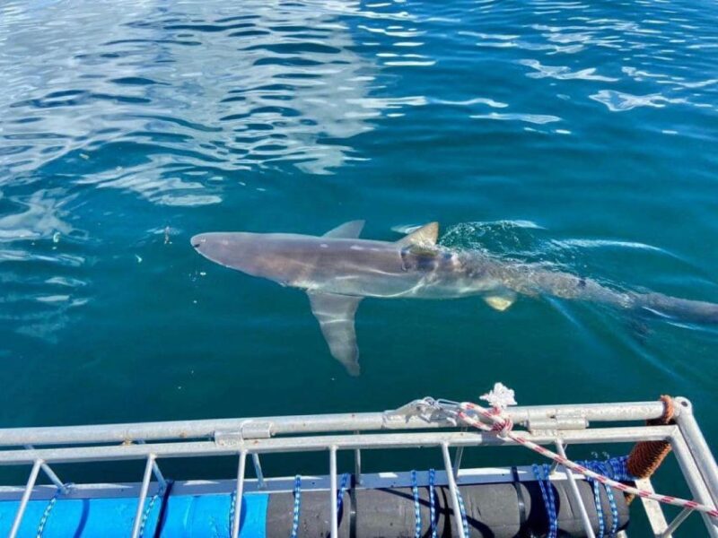 Cape Town: Shark Cage Diving With Food and Drinks - Taking in Marine Encounters