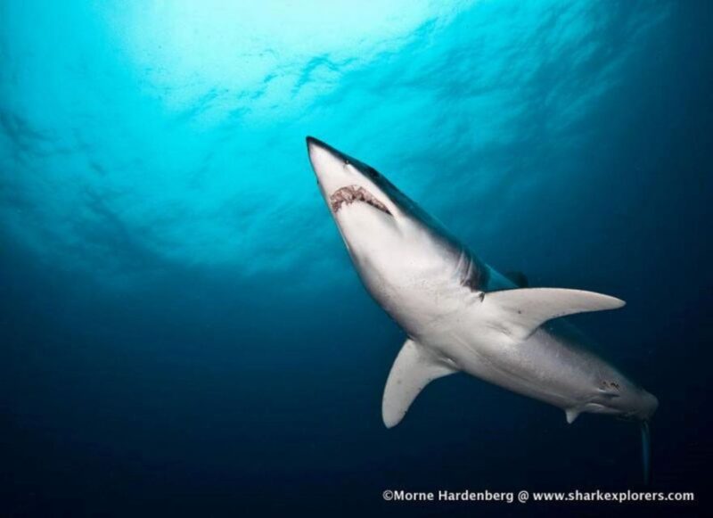 Cape Town: Shark Cage Diving With Food and Drinks - Safety and Precautions