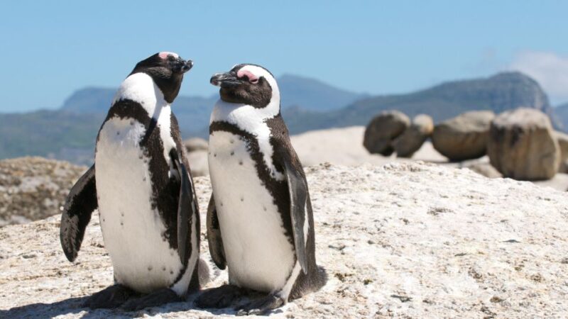 Cape Town Shore Excursion: Table Mountain & Cape Point Tour - Key Points