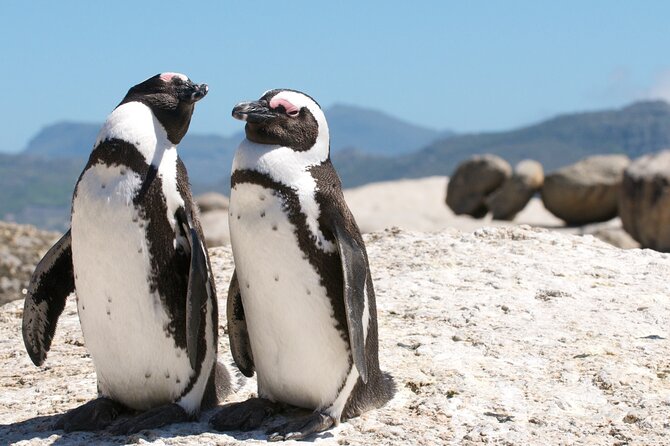 Cape Town Shore Tour: Table Mountain, Penguin & Cape Point - Pickup Locations and Times